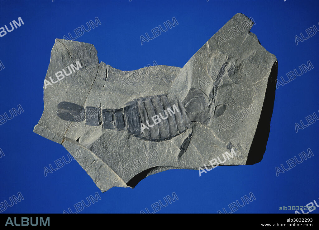 Fossil eurypterid, also called a sea scorpion (Pterygotus sp).
