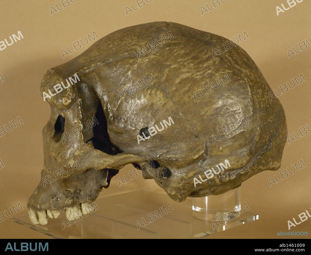 ARTE PREHISTORIA. PALEOLITICO. HOMO ERECTUS EVOLUCIONADO. Reproducción de un CRANEO BROKEN HILL o "CRANEO DE RODESIA", de una antigüedad de 150.000 años. Es el único cráneo paleolítico que presenta caries en su dentadura. Yacimiento de Broken Hill (Zambia). Africa. Museu d'Arqueologia de Catalunya. Barcelona.