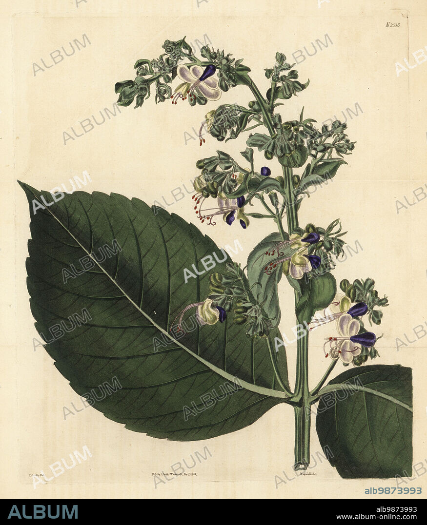 Blue fountain bush, the blue-flowered glory tree or the beetle killer, Rotheca serrata. Broad-leaved clerodendrum, Clerodendrum macrophyllum. Native to Mauritius, introduced by Southwark brewer Robert Barclay from his gardens at Bury Hill. Handcoloured copperplate engraving by Weddell after a botanical illustration by John Curtis from William Curtis's Botanical Magazine, Samuel Curtis, London, 1824.