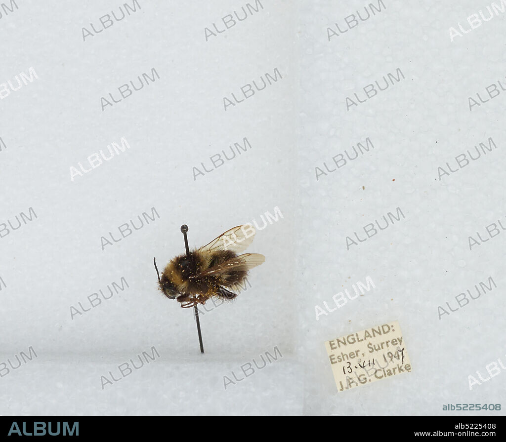 Elmbridge, Esher, Surrey, England, United Kingdom, Bombus (Megabombus) hortorum (Linnaeus), Animalia, Arthropoda, Insecta, Hymenoptera, Apidae, Apinae.