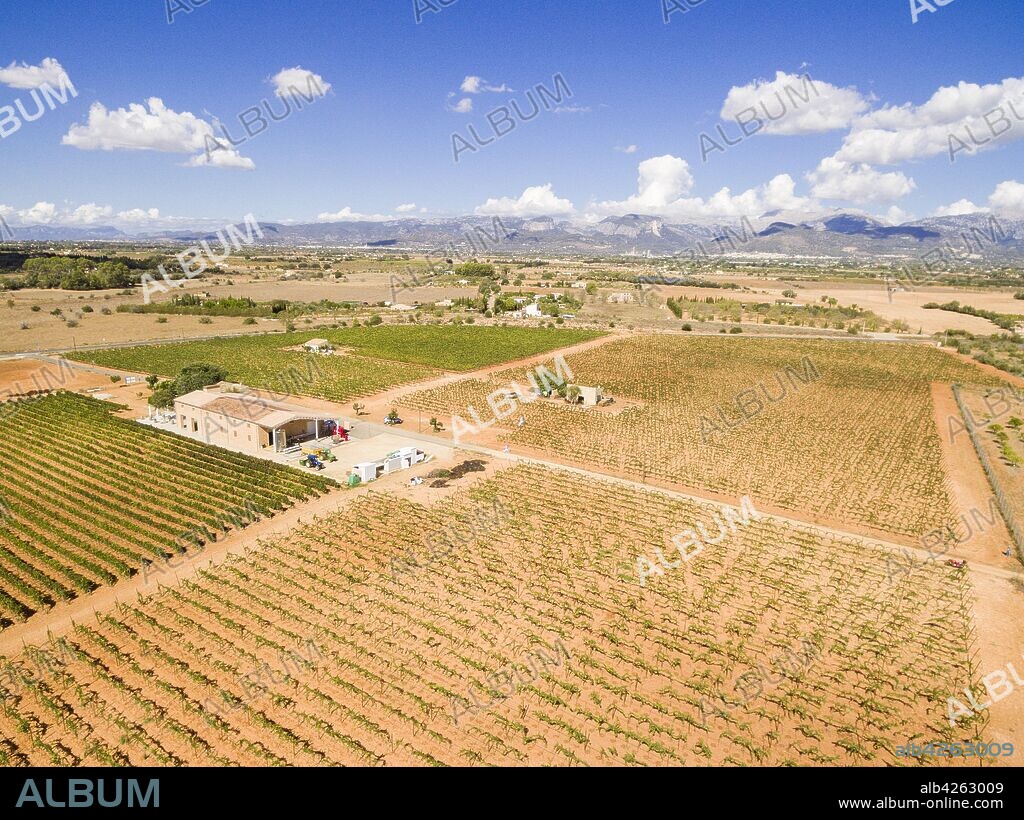 campo de vides, bodega Son Prim, Sencelles, Pla de Mallorca, Mallorca, balearic islands, spain, europe.
