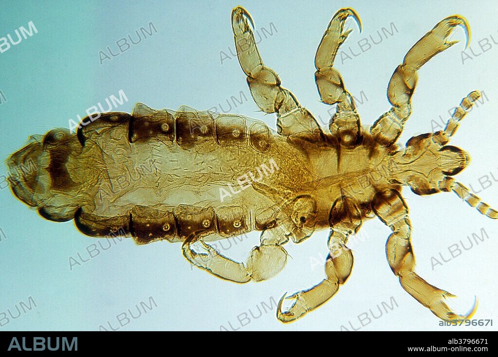 Female head louse (Pediculus humanus capitis). Female head lice cement their eggs to the hair. These eggs, called nits, hatch in a week or two. The adult female lays five to ten eggs every day. The saliva produced by these lice causes inflammation of the skin, and the claws and sucking also cause itching. Humans are the only known hosts to this parasite.