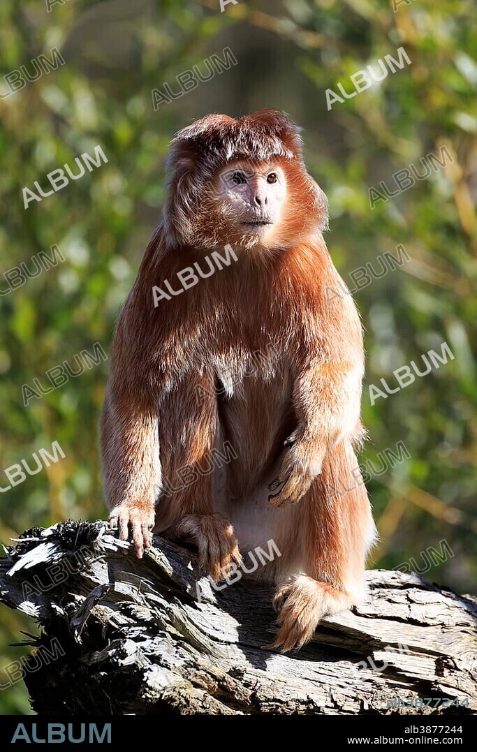 Javan Lutung (Trachypithecus auratus) sitting on tree trunk, captive.