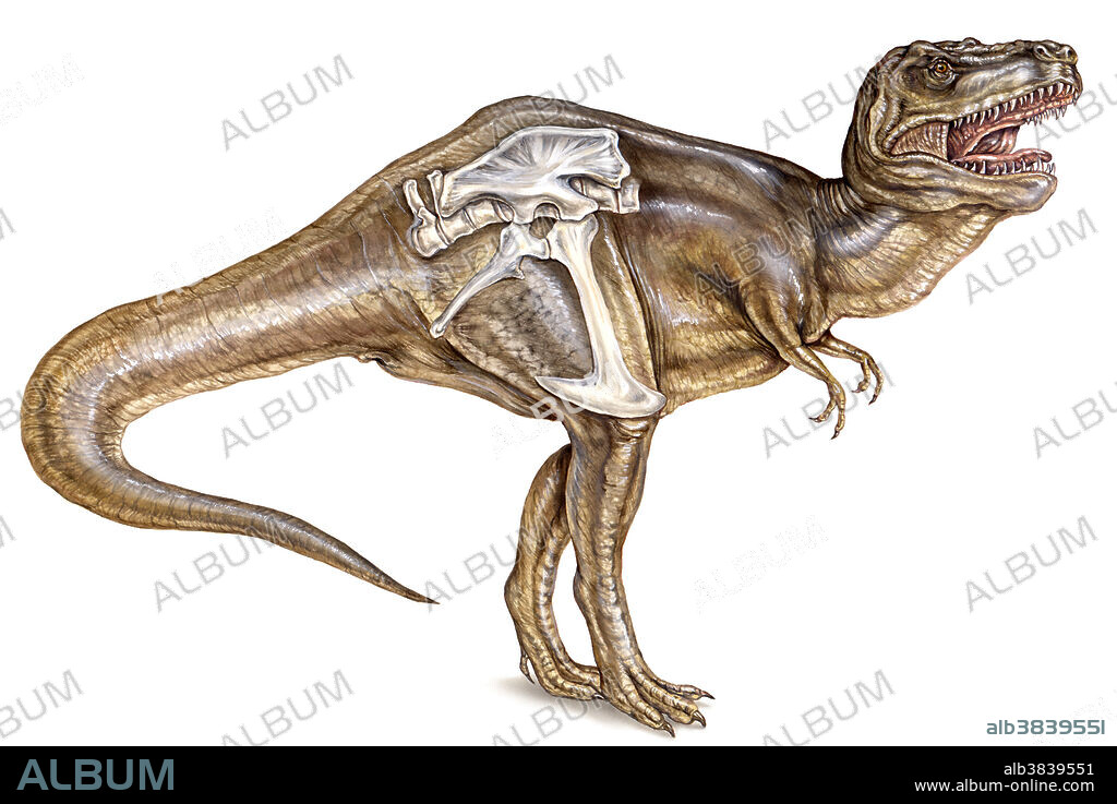 View of Tyrannosaurus rex highlighting theropod features: teeth, hips, and three-toed feet. The anatomy of the pelvic region, including strong attachments to the vertebrae, allowed for bipedal movement.