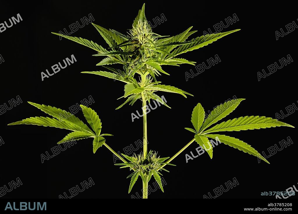 Cannabis sativa pistils, bracts and leaves