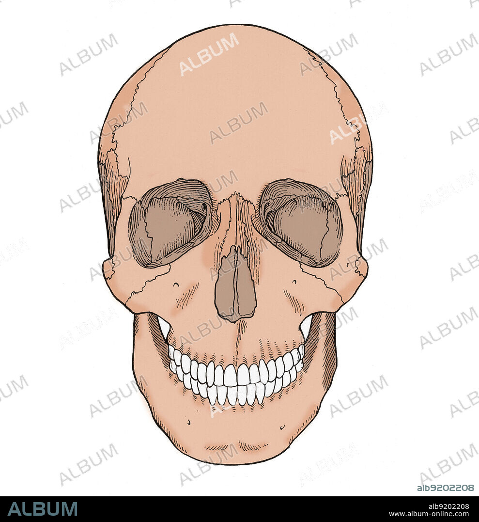 Illustration of Anterior Skull