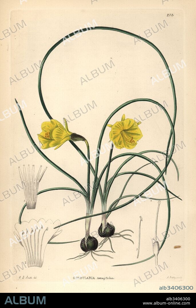 Hoop-petticoat daffodil, Narcissus bulbocodium (Slender-leaved hoop-petticoat daffodil, Corbularia tenuifolia). Handcoloured copperplate engraving by A. Bailey after Edwin Dalton Smith from John Lindley and Robert Sweet's Ornamental Flower Garden and Shrubbery, G. Willis, London, 1854.