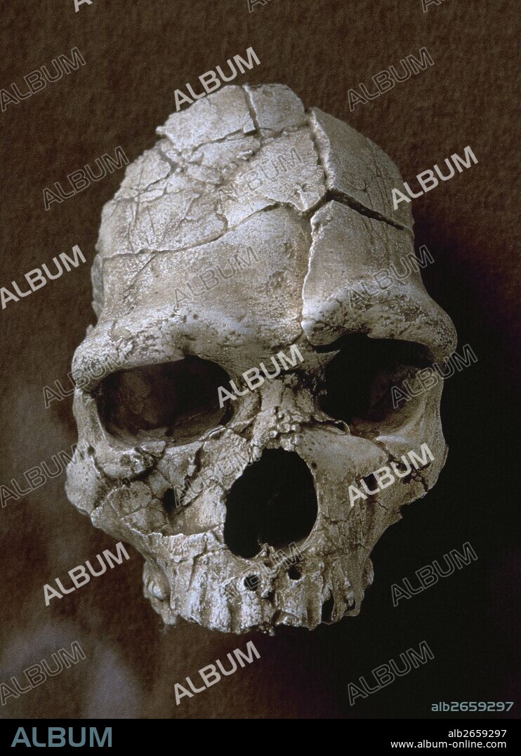 Tautavel Man. Subspecies of the hominid Homo erectus. 450.000 years old fossil. Discovered in the Arago Cave in Tautavel, France.