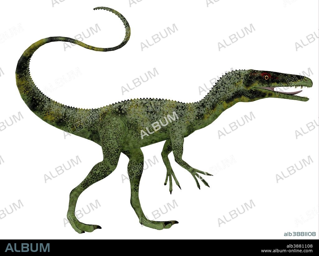 Juravenator dinosaur. Juravenator was a small carnivorous theropod that lived in Germany during the Jurassic Period.