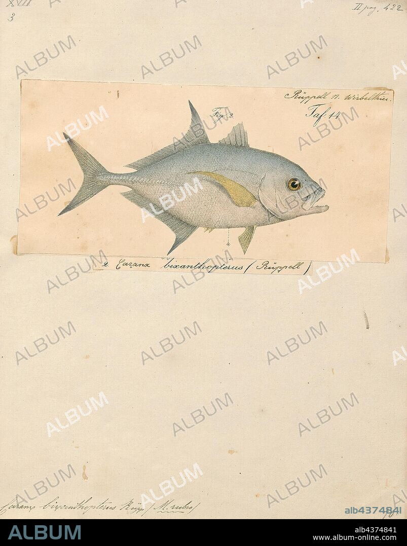 Caranx bixanthopterus, Print, The bluefin trevally, Caranx melampygus (also known as the bluefin jack, bluefin kingfish, bluefinned crevalle, blue ulua, omilu and spotted trevally), is a species of large, widely distributed marine fish classified in the jack family, Carangidae. The bluefin trevally is distributed throughout the tropical waters of the Indian and Pacific Oceans, ranging from Eastern Africa in the west to Central America in the east, including Japan in the north and Australia in the south. The species grows to a maximum known length of 117 cm and a weight of 43.5 kg, however is rare above 80 cm. Bluefin trevally are easily recognised by their electric blue fins, tapered snout and numerous blue and black spots on their sides. Juveniles lack these obvious colours, and must be identified by more detailed anatomical features such as fin ray and scute counts. The bluefin trevally inhabits both inshore environments such as bays, lagoons and shallow reefs, as well as deeper offshore reefs, atolls and bomboras. Juveniles prefer shallower, protected waters, even entering estuaries for short periods in some locations., 1700-1880.