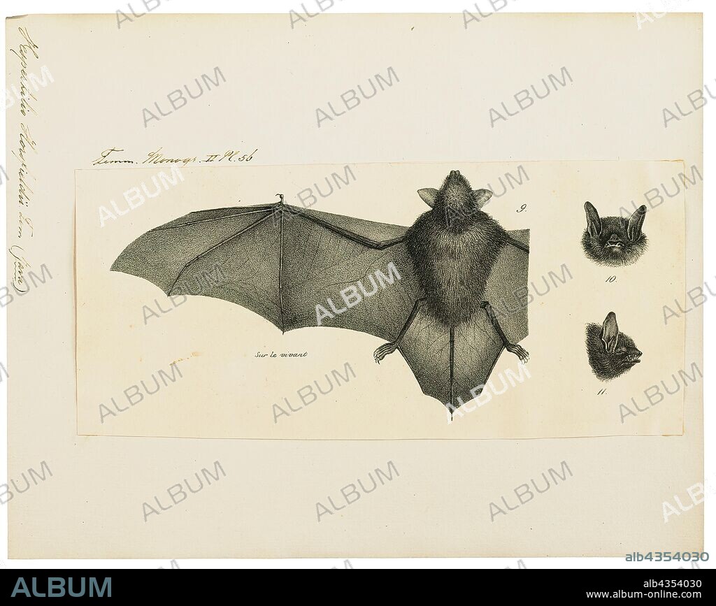 Vespertilio limnophilus, Print, Vespertilio is a genus of bats in the family Vespertilionidae. The common name for this family is vesper bats, which is a better known classification than Vespertilio., 1700-1880.