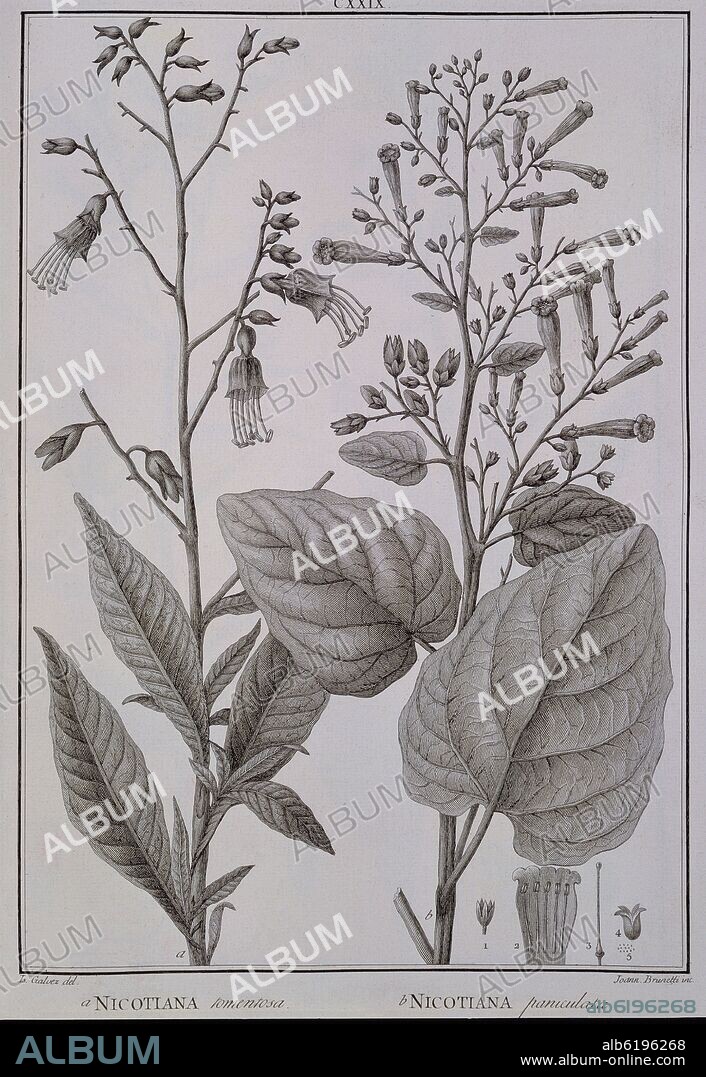 CELESTINO MUTIS. LAMINA CXXIX - FLOR Y PLANTA DE LA NICOTIANA - TABACO.
