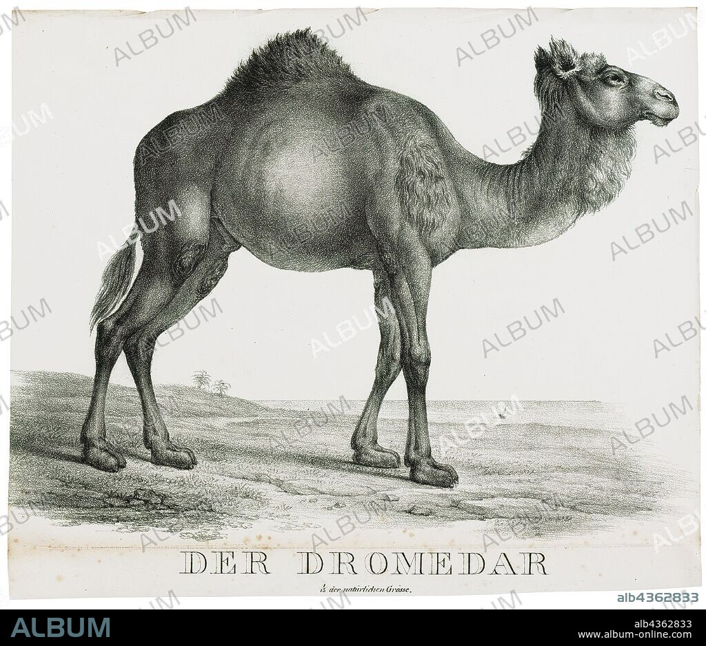 Camelus dromedarius, Print, The dromedary, also called the Arabian camel (Camelus dromedarius), is a large, even-toed ungulate with one hump on its back. The dromedary is the tallest of the three species of camel; adult males stand 1.8–2 m (5.9–6.6 ft) at the shoulder, while females are 1.7–1.9 m (5.6–6.2 ft) tall. Males typically weigh between 400 and 600 kg (880 and 1, 320 lb), and females weigh between 300 and 540 kg (660 and 1, 190 lb). The species' distinctive features include its long, curved neck, narrow chest, a single hump (compared with two on the Bactrian camel and wild Bactrian camel), and long hairs on the throat, shoulders and hump. The coat is generally a shade of brown. The hump, 20 cm (7.9 in) tall or more, is made of fat bound together by fibrous tissue., 1700-1880.