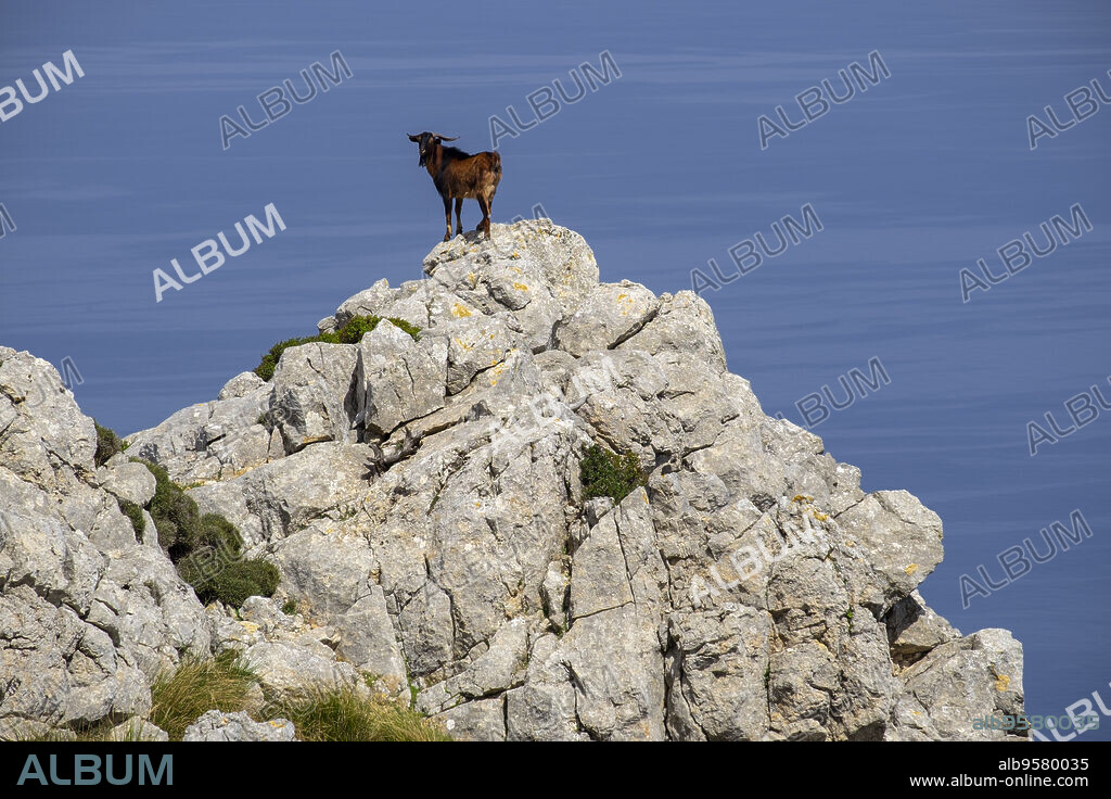 cabra cimarrona frente al mar, Puig de Galatzó,1.027 m, Paraje natural de la Serra de Tramuntana, Mallorca, balearic islands, Spain.