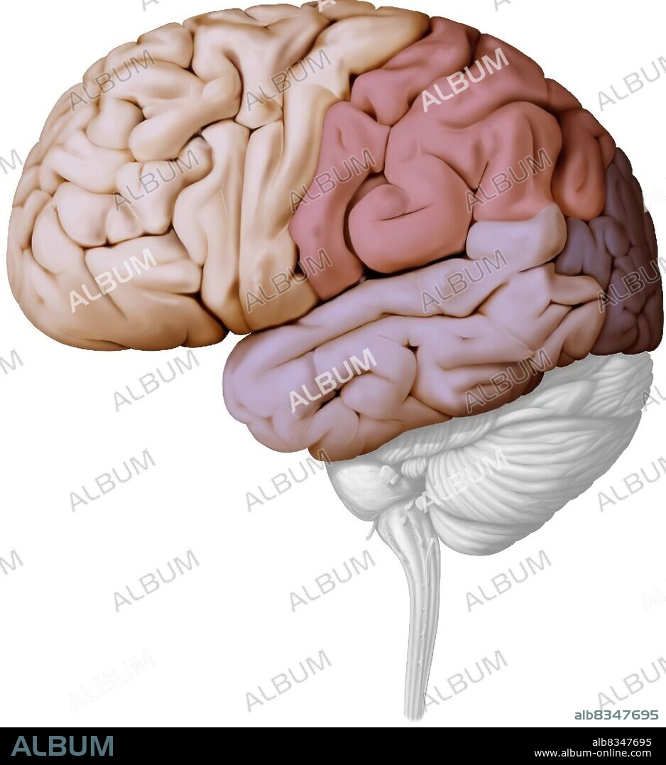 The cerebrum has four cerebral lobes; the parietal lobe (dark pink), the occipital lobe (purple), the temporal lobe (pale purple) and the frontal lobe (pale pink).