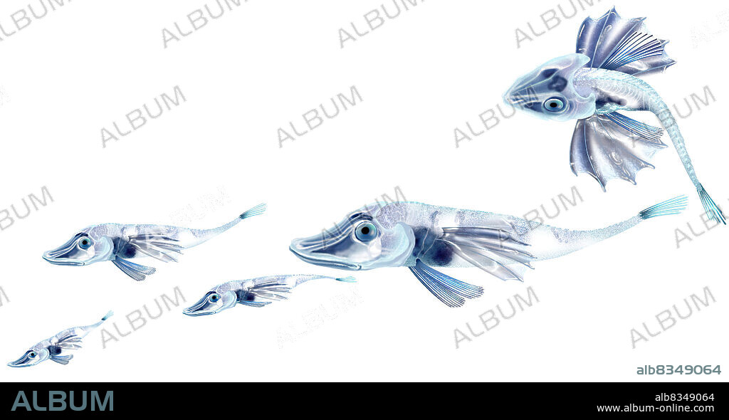 Named for the shape of the snout. They do not have red blood cells and hemoglobin and this is why they are also called white-blooded fish.