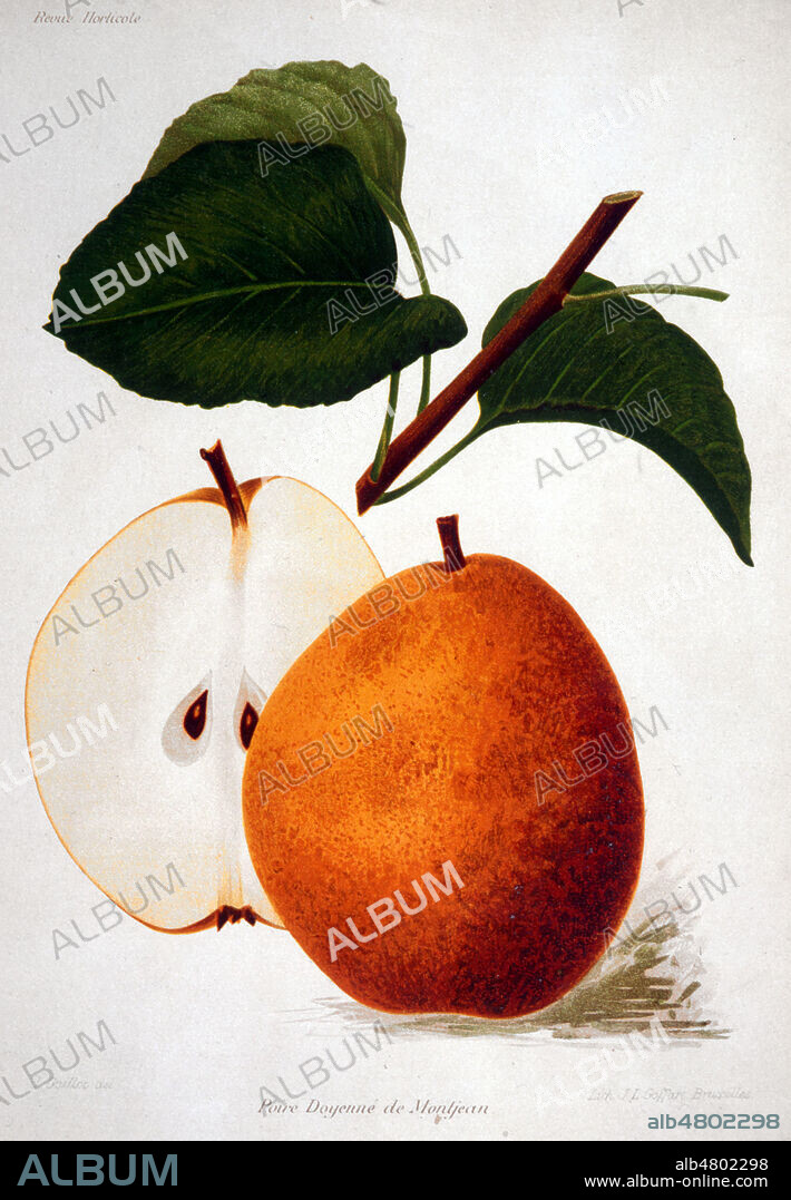 Poire Doyenne de Montjean. Planche botanique illustree par GUILLOT pour La Revue agricole vers 1890. Credit : Collection KHARBINE-TAPABOR.