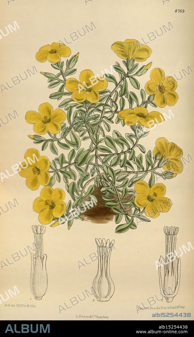 Curtis's Botanical Magazine London New York Botanical Illustration Botany Periodicals Pictorial Works Plants Ornamental Curtis Matilda Smith Linum Elegans Women in Science Flowers, A botanical illustration showcasing a vibrant flowering plant with bright yellow blossoms. The plant has a bushy appearance with lush green leaves spreading outwards. Below the main depiction, there are detailed drawings of the flower's structure, highlighting the unique shapes of the petals and the elongated, tubular form of the floral components. The overall arrangement emphasizes the beauty and complexity of the plant, inviting viewers to appreciate its natural elegance. The illustration is carefully rendered, reflecting the meticulous nature of botanical art.
