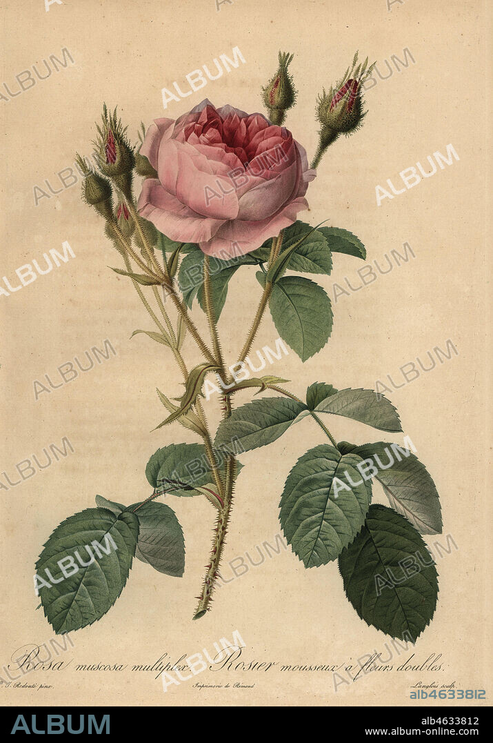 Pink moss rose, Rosa centifolia f. muscosa (Rosa muscosa multiplex, Rosier mousseux a fleurs doubles). Stipple copperplate engraving by Pierre Gabriel Langlois handcoloured a la poupee after a botanical illustration by Pierre-Joseph Redoute from the first folio edition of Les Roses, Firmin Didot, Paris, 1817.