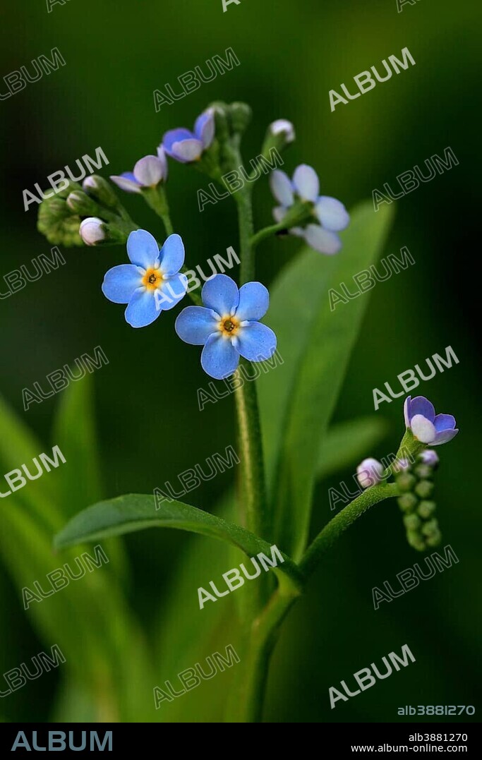Water Forget-me-not (Myosotis palustris), flowering, wild plant, Germany, Europe.