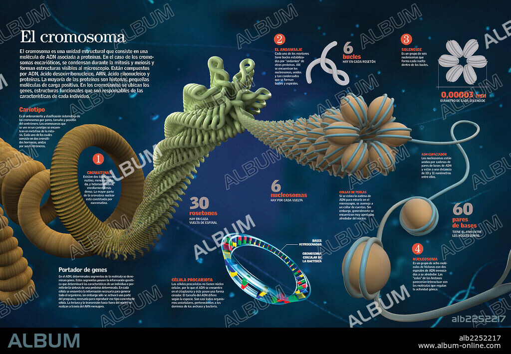El cromosoma. Infografía de la estructura y función de los cromosomas.