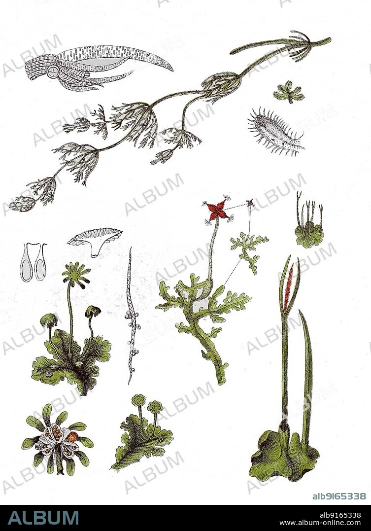 Common or common chandelier alga, Chara vulgaris (top), Fountain liverwort, Marchantia polymorpha (bottom left), Fat shiny ohnnerv moss, Aneura pinguis (middle), Smooth hornwort, Phaeoceros laevis (bottom right), digitally restored reproduction of a 19th century original, exact original date unknown.