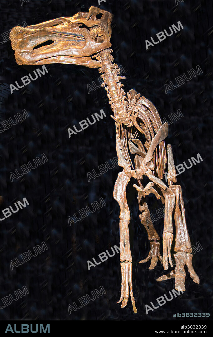 Edmontosaurus Annectens