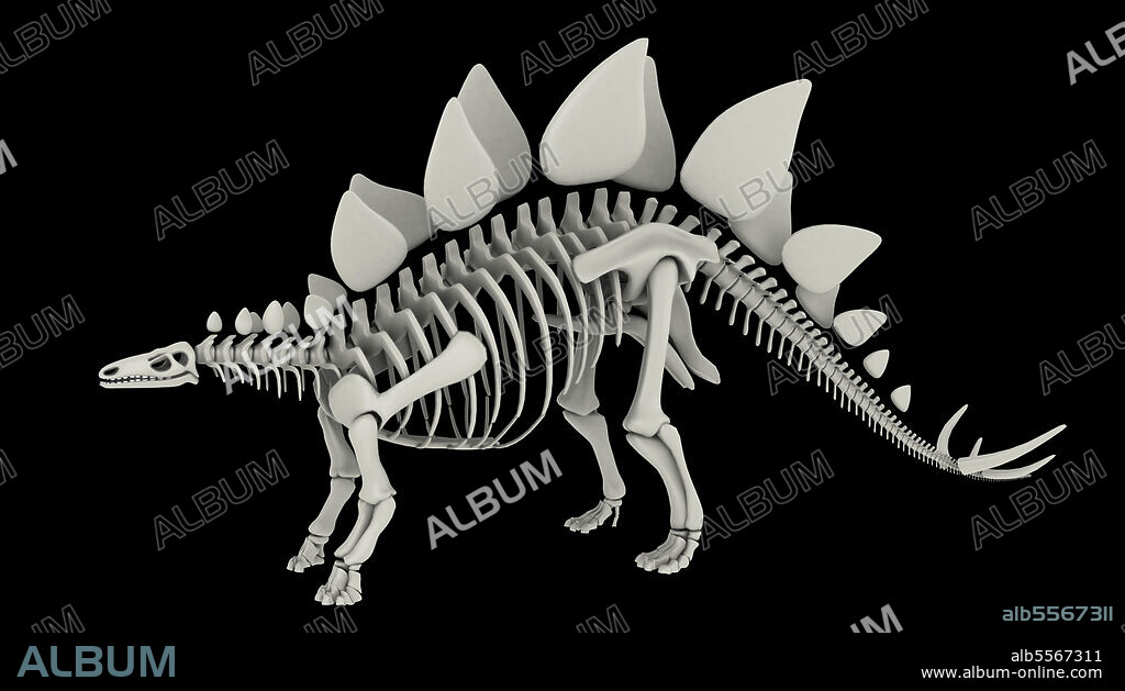 Skeletal system of Stegosaurus, side view.