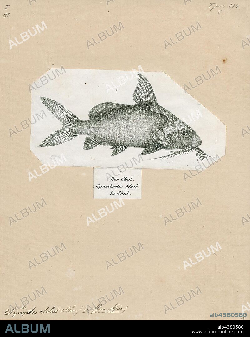Synodontis schal, Print, Synodontis is the largest genus of mochokid catfishes. It is the biggest genus within the 10 genera and 190 different species in the family Mochokidae. Synodontis has over 131 different species within the genera.Synodontis are also known as squeakers, due to their ability to make stridulatory sounds through their pectoral fin spines when handled or disturbed. Synodontis make a sound that sounds like squeaking by rubbing their spines together. They do this when they have been frightened or when they become angry."Synodontis" may also squeak when they are taken out of the water. These catfish are small- to medium-sized fish with many species exhibiting attractive spotted markings. Some species are also known for naturally swimming belly-up, earning the name upside-down catfish. Some of these species are Synodontis contractus and Synodontis nigriventris. While some of these species are known to swim upside down, another species, Synodontis multipunctatus, is a brood parasitic cuckoo catfish., 1700-1880.