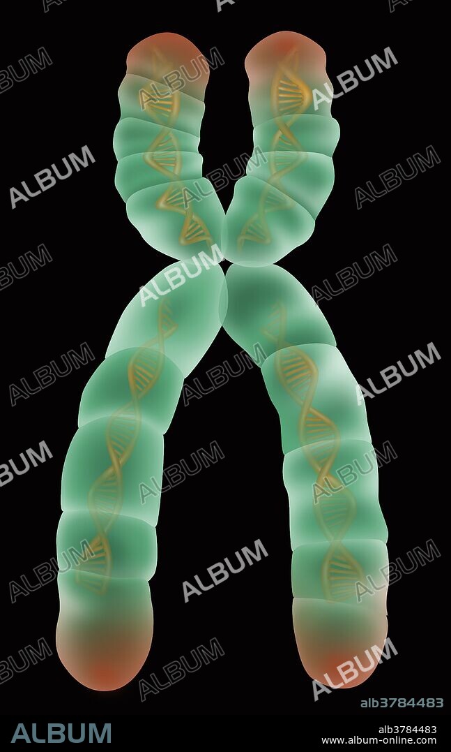 Illustration of the detailed structure of a chromosome. The p arm, centromere, q arm, and DNA molecules are all depicted. The p arm is a short arm structure on one side of the chromosome, and the q arm is the long arm structure on the opposite side. The centromere is a constricted point where the two chromatids are held together. DNA molecule, strands of DNA are formed into compact structures inside of the chromosome by proteins called histones.
