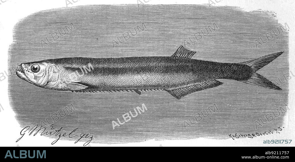 Fish, wolf herring dorab, Dorab wolf herring, fish species from the genus Chirocentrus of the family Chirocentridae (Chirocentrus), Historic, digitally restored reproduction from a 19th century original.