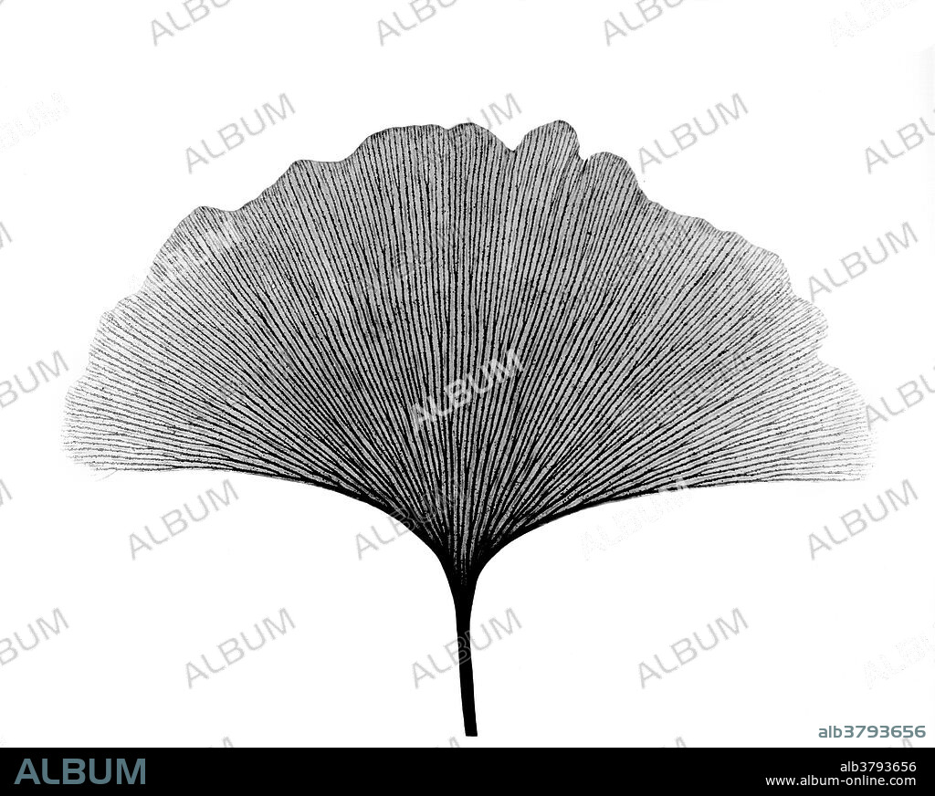X-ray of Ginkgo (Ginkgo biloba) leaf.