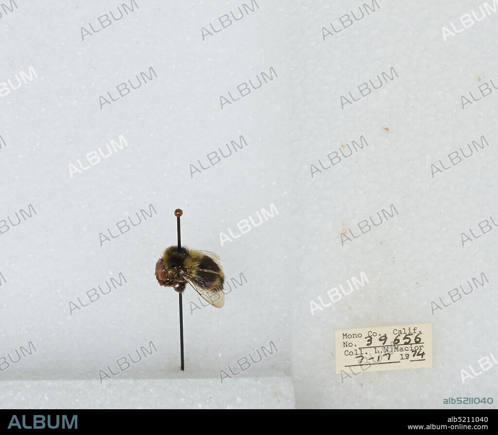 Mono, California, United States, Bombus bifarius nearcticus, Animalia, Arthropoda, Insecta, Hymenoptera, Apidae, Apinae.