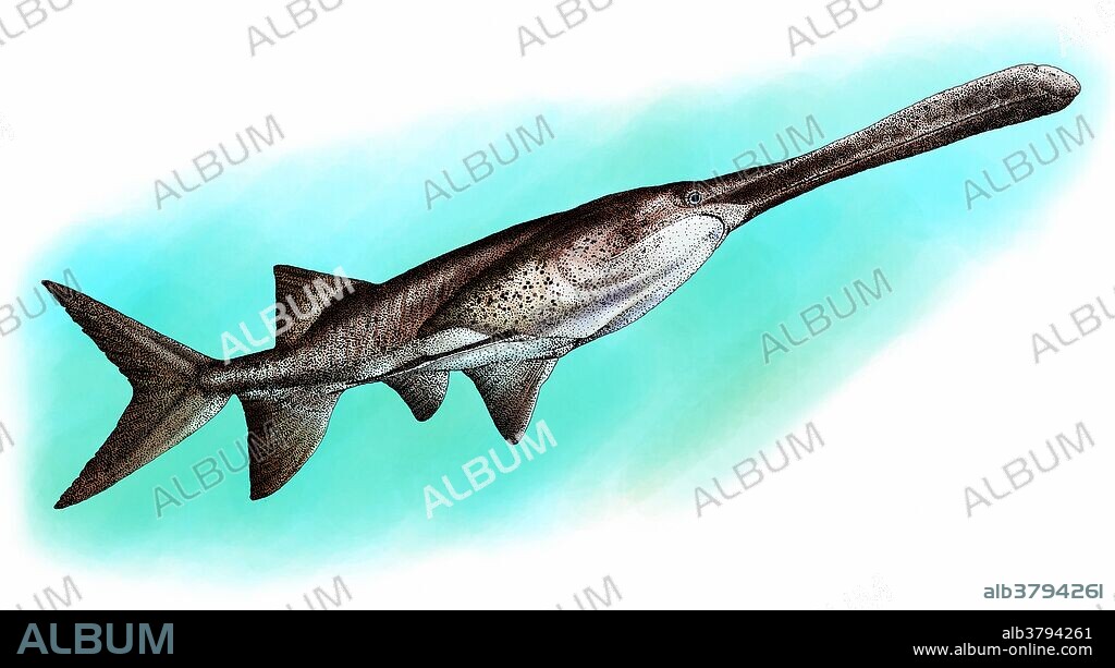 American paddlefish (Polyodon spathula) an endangered freshwater fish. Illustration.