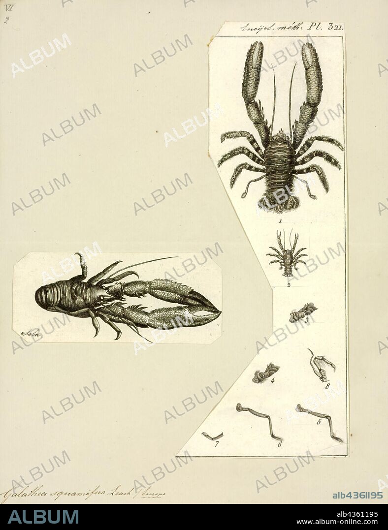 Galathea squamifera, Print, Galathea squamifera, the black squat lobster, or Montagu's plated lobster, is a species of squat lobster that lives in the north-east Atlantic Ocean and Mediterranean Sea.