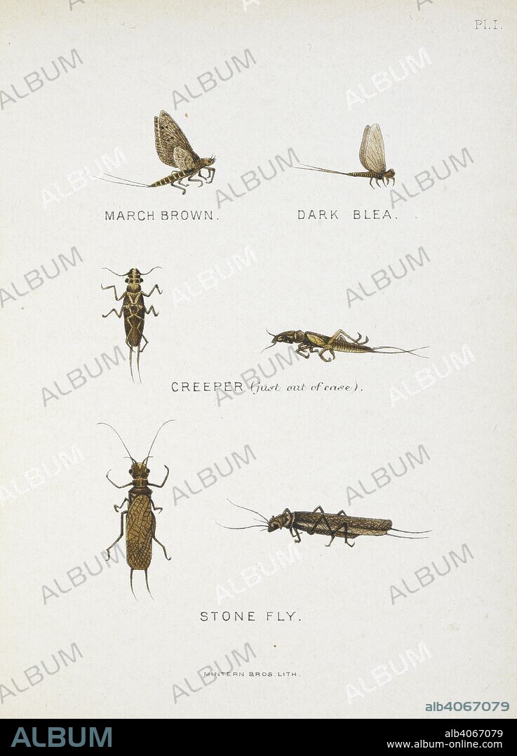 FRASER SANDEMAN. Stone Fly. Illustration of various insects. By Hook and by  Crook. [A book on fishing. Illustrated.]. London : H. Sotheran & Co., 1892.  Source: 7908.f.22. - Album alb4067079