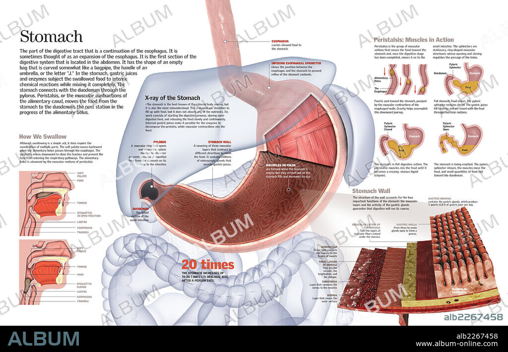 ESTOMAGO. Infografía de la estructura del estómago y su función en el sistema digestivo.