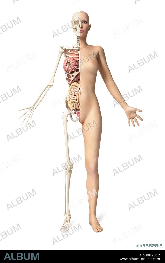 Front view of the body of a naked woman standing, with half cutaway showing skeleton and all internal organs.