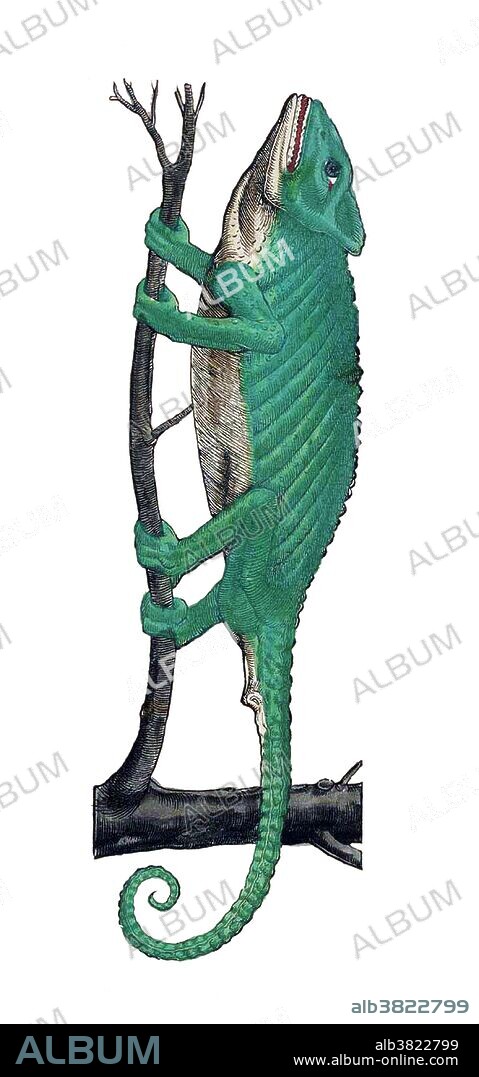 Gesner rejects the old notion that the chameleon lives on a diet of air alone. He quotes the personal observations of a friend who kept a chameleon in captivity and observed it eating insects with its long, sticky tongue. Historiae Animalium (Studies on Animals) is considered to be the first modern zoological work. This first attempt to describe many of the animals accurately is illustrated with hand-colored woodcuts drawn from personal observations by Gesner and his colleagues. Conrad Gesner (March 26, 1516 - December 13, 1565) was a Swiss naturalist and bibliographer. To his contemporaries he was best known as a botanist, but in 1551 he was the first to describe brown adipose tissue; and in 1565 the first to document the pencil. He died of the plague, at the age of 49, the year after his ennoblement.
