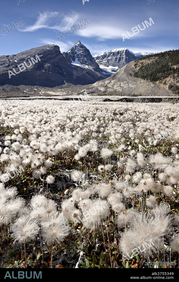 Field of yellow dryad (yellow mountain-avens) (Dryas drummondii) in the seed-pod stage, Jasper National Park, UNESCO World Heritage Site, Alberta, Rocky Mountains, Canada, North America.