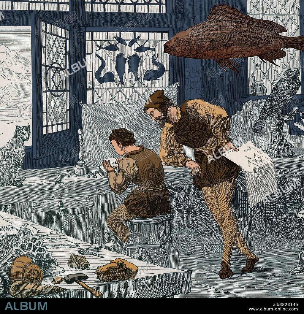 Conrad Gesner (1516-1565) was a Swiss naturalist, and his collection was located in Zurich, Switzerland. Careful drawings are being made of stuffed animals to record anatomical details. Gesner compiled a comprehensive survey (Historiae animalium) of the animal kingdom, presenting known facts, rather than myths. Gessner also wrote a book on fossils. He died of the plague in 1565. At the time, he was trying to compile a survey of the plant kingdom.