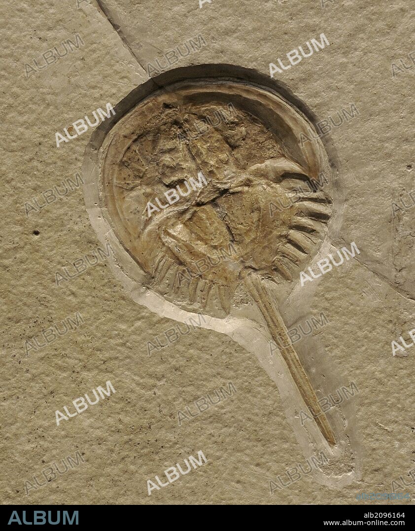 Mesolimulus, género extinto de artrópodos. Ejemplar de Solnhofen, Baviera, Alemania. Era Mesozoica. Jurásico tardio. Museum fur Naturkunde (Museo de Historia Natural). Berlín. Alemania. Europa.