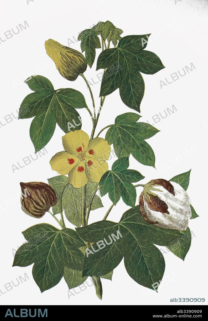 Gossypium herbaceum, commonly known as Levant cotton, historical illustration, 1880.