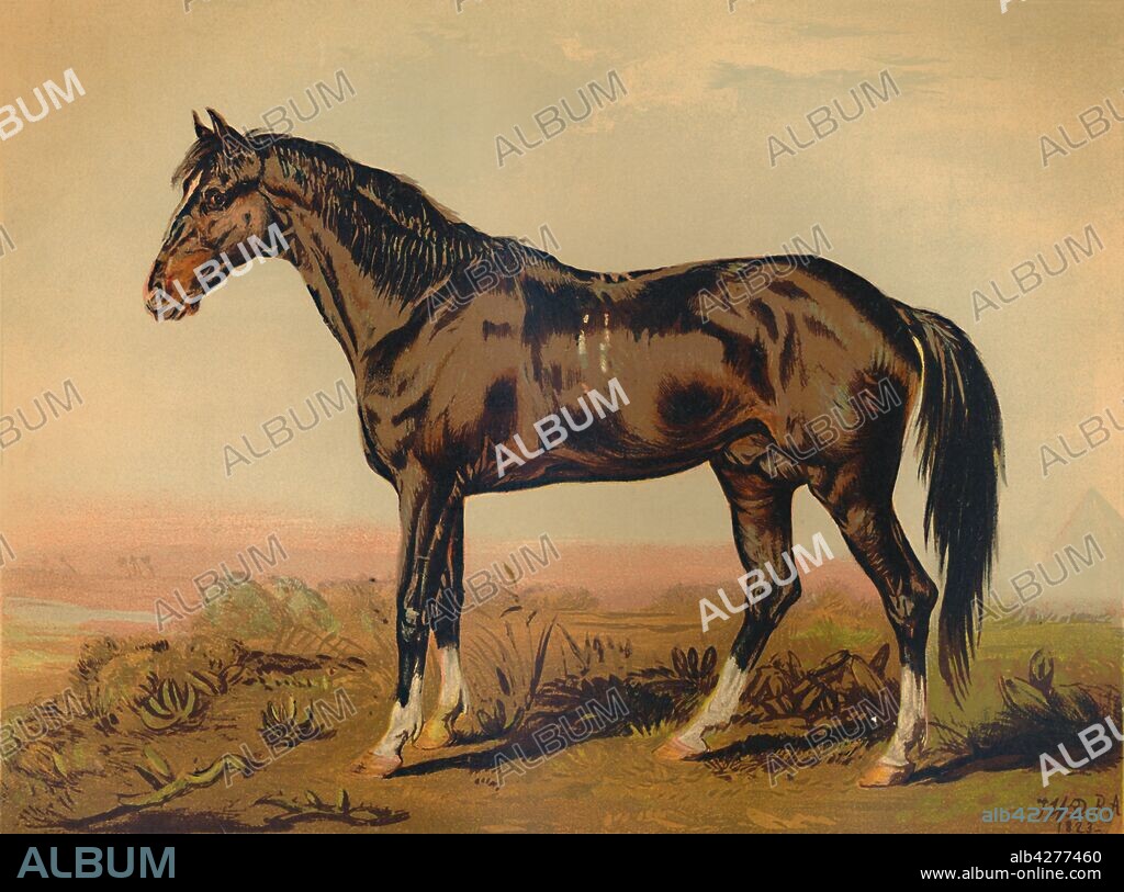 JAMES WARD. 'A Dongola Horse', c1850, (c1879). The Dongola,  riding horse native to Sudan and western Eritrea.  From "The Book of the Horse", by S. Sidney. [Cassell & Company, Limited, London, Paris, New York, Melbourne].