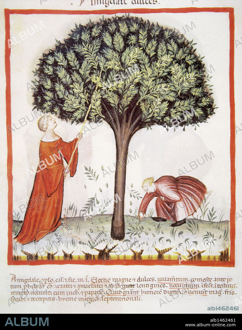 TACUINUM SANITATIS. Manual medieval de salud, fechado antes del año 1400, basado en observaciones de orden medicinal que detalla los aspectos más importantes de los alimentos, bebidas y vestuario. "AGRICULTORES RECOLECTANDO ALMENDRAS". Miniatura. Folio 18v.