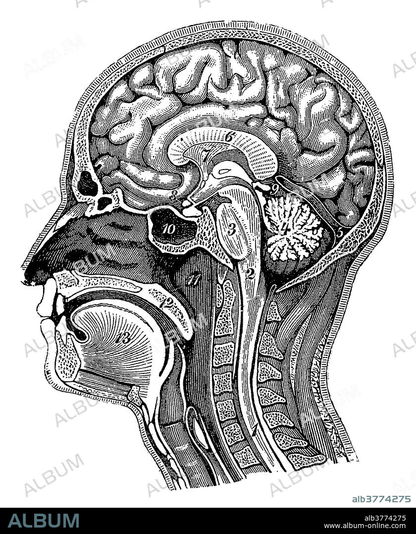 Illustration of a cross-section of the head showing the brain showing the spinal cord, medulla oblongata, pons, cerebellum, transverse fissure, corpus callosum, septum pellucidum, optic chiasm, pineal gland, sphenoid sinus, nasopharynx, soft palate and tongue. This is an historical illustration from the 1890's.