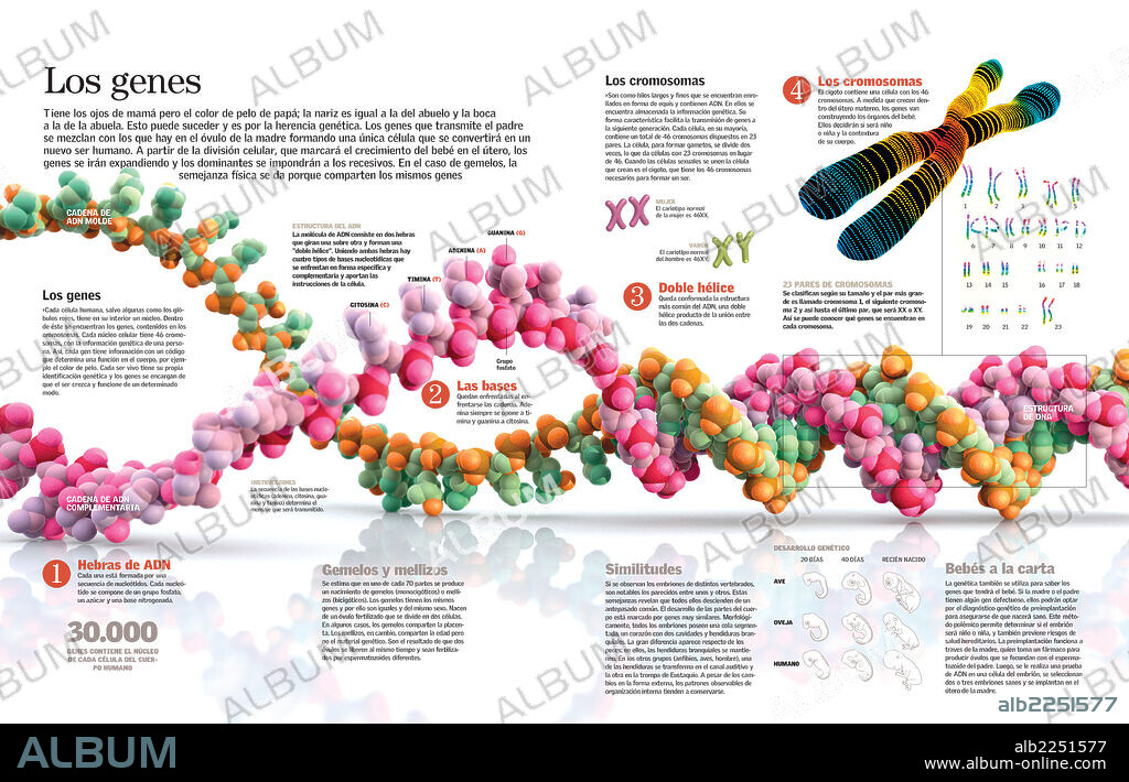 Los genes. Infografía de la estructura del ADN y del mecanismo de la herencia genética en las personas.