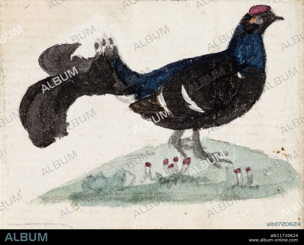 FERDINAND VON WRIGHT. Male Black Grouse, 1831.