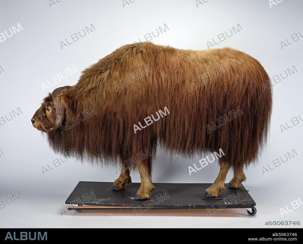 Musk Ox Taxidermy Musk Ox, Ovibos moschatus, Natural Science, Zoology, Taxidermy, Animal, Cow, Amazing Animals.