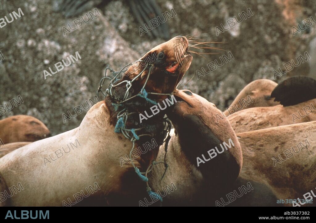 Steller sea lions. Fishing net around the neck of a Steller, or northern, sea lion (Eumetopias jubatus). Numerous sea lions are killed every year due to entanglement in fishing nets. This is the largest species of sea lion, with males weighing up to 1100 kilograms. The Steller sea lion is a carnivorous mammal whose main prey is fish. It is found on the northern Pacific coasts of America and Asia. Photographed in southeast Alaska, USA.